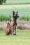 Belgian shepherd tervuren