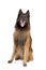 Belgian Shepherd Tervuren