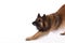 Belgian Shepherd Tervuren dog, white studio background