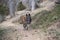 Belgian shepherd walking on path in forest