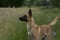 Belgian shepherd young dog portrait on summer meadow