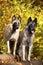 Belgian shepherds