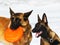 Belgian shepherds