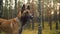 Belgian sheppard dog outdoors in forest