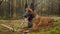 Belgian sheppard dog outdoors in forest