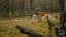 Belgian sheppard dog outdoors in forest