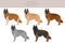 Belgian Tervuren clipart. Different poses, coat colors set