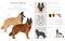 Belgian Tervuren clipart. Different poses, coat colors set