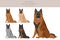 Belgian Tervuren clipart. Different poses, coat colors set