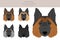 Belgian Tervuren clipart. Different poses, coat colors set