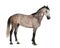 Belgian Warmblood horse, 6 years old, standing