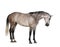 Belgian Warmblood horse, 6 years old, standing