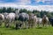 Belgian White blue cows