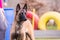 Belgium shepherd dog type malinois