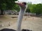 Belgrade, Serbia, April 25, 2021 African ostrich, Masai ostrich, stretched out its neck. The largest of the modern birds