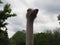 Belgrade, Serbia, April 25, 2021 African ostrich, Masai ostrich, stretched out its neck. The largest of the modern birds