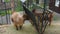 Belgrade, Serbia, May 5, 2021. Himalayan tars with large horns eat hay from a feeder. Himalayan tar. Mammal of the