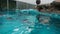 Belgrade, Serbia, May 5, 2021 Penguins swim and dive cheerfully in an artificial reservoir at the zoo. Penguins, or