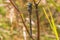 Believe a blue darner dragonfly species taken in the Crex Meadows Wildlife Area in Northern Wisconsin