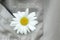 Believe in yourself. Self confidence concept with a white daisy flower in a cloth pocket on a gray background. Self confidence.