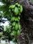 Belimbing wuluh or Green bilimbi fruits