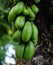 Belimbing wuluh or Green bilimbi fruits