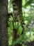 Belimbing wuluh or Green bilimbi fruits