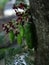 Belimbing wuluh or Green bilimbi fruits