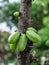 Belimbing wuluh or Green bilimbi fruits