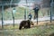 Belitsa Dancing bears park Bulgaria, Bansko