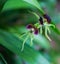 Belize National Flower the Black Orchid
