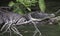 Belize River Crocodile