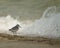 Belizean Sanderling