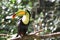 Belizean Toucan