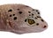 Bell albino bolt strip leopard gecko