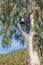 Bell on the eucaliptus tree