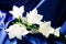Bell flowers on a blue silk
