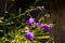 Bell Flowers in Swiss Alps