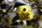 Bell-fruited mallee (Eucalyptus preissiana) under the bright sunlight in closeup