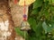 A bell hanging by a tree in a buddhist religious temple