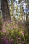 Bell Heather Erica cinerea in Scotland.