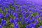 Bell-like grape hyacinth