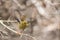 Bell Miner Honeyeater in Australia