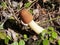 Bell Morel Mushroom - Verpa conica