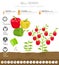 Bell pepper beneficial features graphic template. Gardening, farming infographic, how it grows. Flat style design