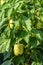 Bell pepper bush with young green vegetables on the garden bed. Vegetable oblong shape. Ripening of the crop. Close-up