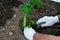 Bell pepper plant with young green leaves are planted by gardener with white gloves. Gardener or farmer doing planting works