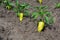 Bell pepper plants with one large ripe bell pepper and blossom. Growing, fertilizing bell pepper plants in the vegetable garden in