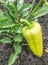 Bell pepper or sweet pepper plant in the garden