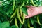 Bell Pepper on the tree, planted together as a chili garden, has